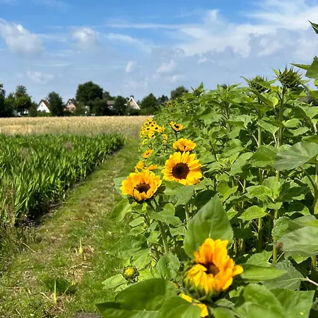 Liten Lind - In Sahlenburg Cuxhaven