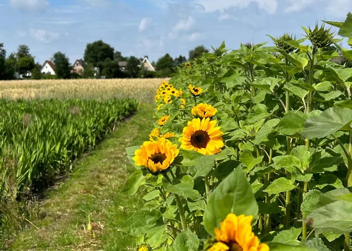Liten Lind - In Sahlenburg Cuxhaven
