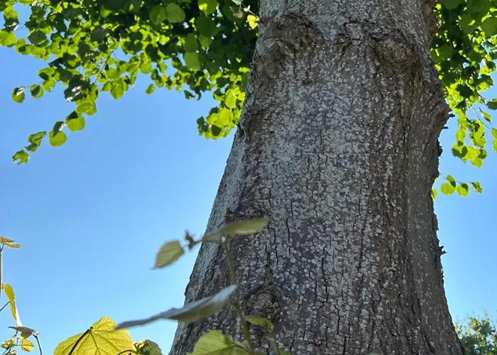 Lägenhet Liten Lind - In Sahlenburg Cuxhaven